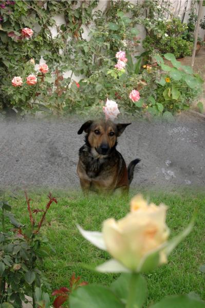 LE CHIEN
